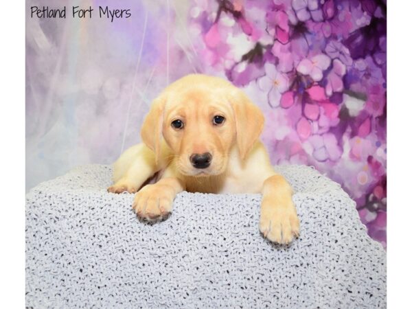 Labrador Retriever DOG Female Yellow 20725 Petland Fort Myers, Florida