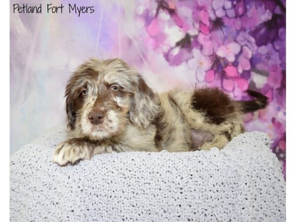 Labradoodle DOG Female Chocolate Merle 20724 Petland Fort Myers, Florida