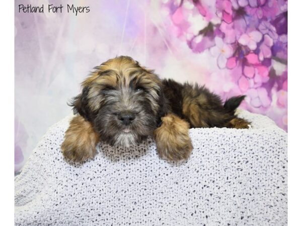 Whoodle-DOG-Male-Black Merle-20749-Petland Fort Myers, Florida