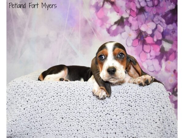 Basset Hound DOG Male Black White & Tan 20765 Petland Fort Myers, Florida