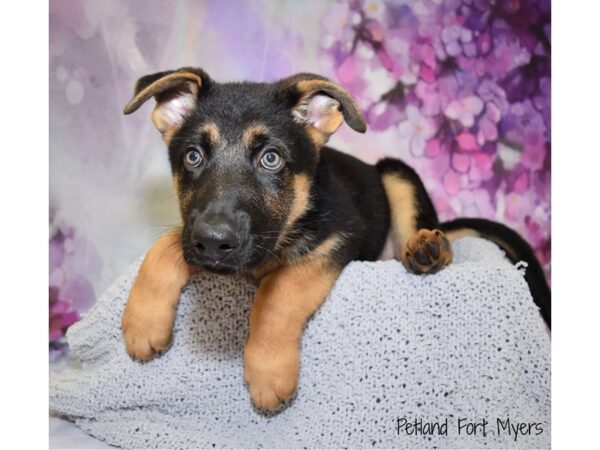 German Shepherd DOG Male Black & Tan 20764 Petland Fort Myers, Florida