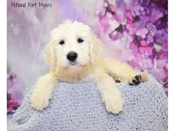 Labradoodle DOG Male Apricot 20763 Petland Fort Myers, Florida