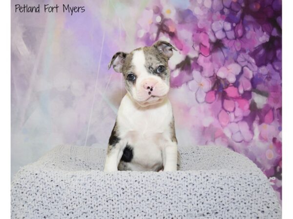 Boston Terrier DOG Female Blue Merle 20762 Petland Fort Myers, Florida