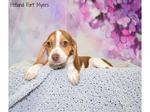 Beagle DOG Female Red & White 20761 Petland Fort Myers, Florida