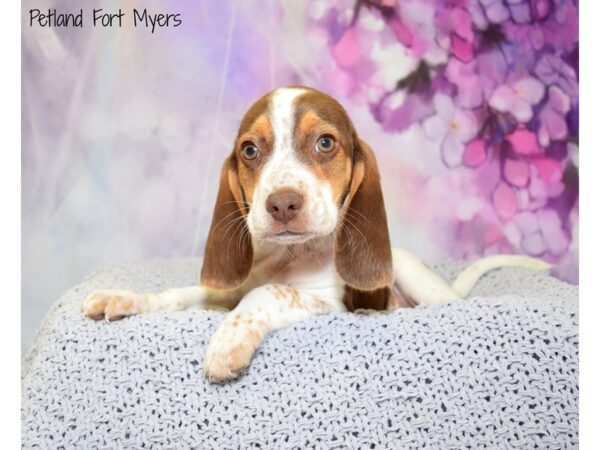 Beagle DOG Male Red & White 20760 Petland Fort Myers, Florida