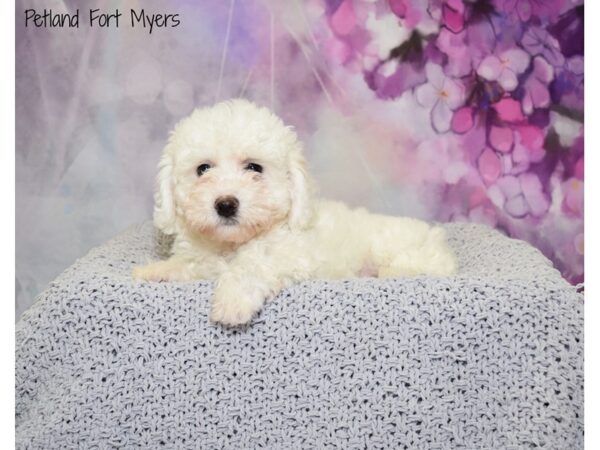 Bichon Frise DOG Female White 20759 Petland Fort Myers, Florida