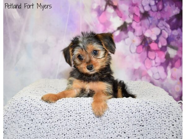 Yorkshire Terrier DOG Female Black & Tan 20757 Petland Fort Myers, Florida