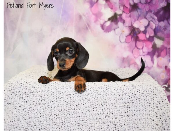 Dachshund DOG Female Black & Tan 20755 Petland Fort Myers, Florida