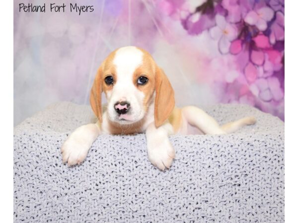 Beagle DOG Female Lemon & White 20754 Petland Fort Myers, Florida