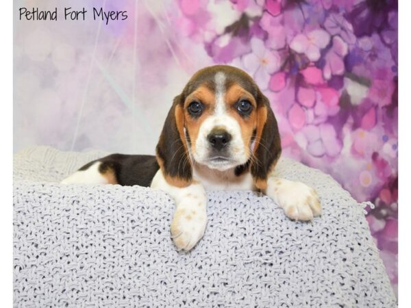 Beagle DOG Male Tri-Colored 20753 Petland Fort Myers, Florida