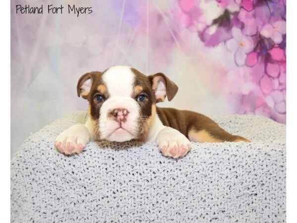 English Bulldog DOG Male Dark Chocolate Tri Trindale 20752 Petland Fort Myers, Florida