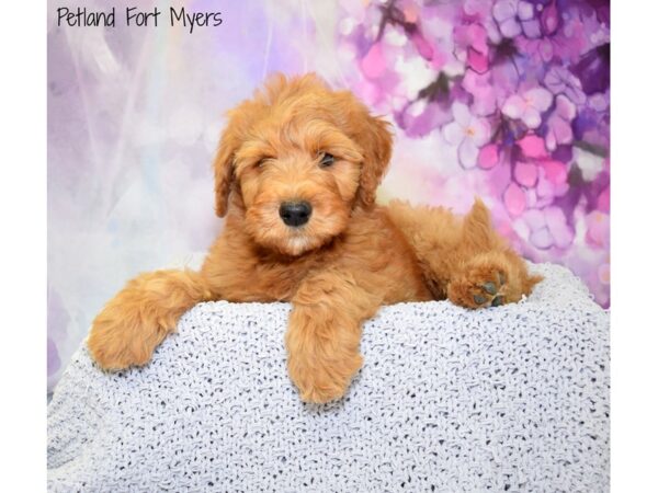 Whoodle DOG Male Red 20750 Petland Fort Myers, Florida