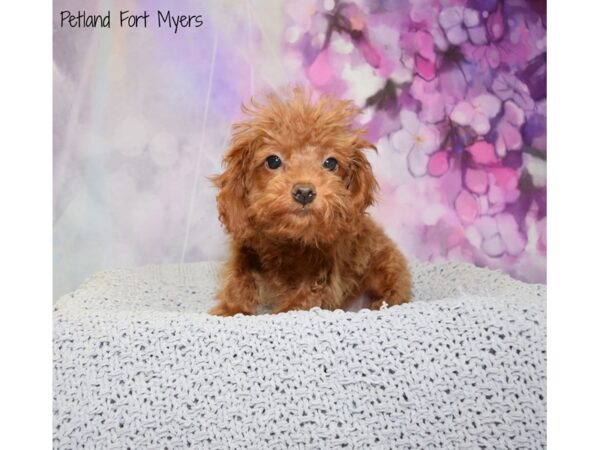 Toy Poodle DOG Male Red 20640 Petland Fort Myers, Florida