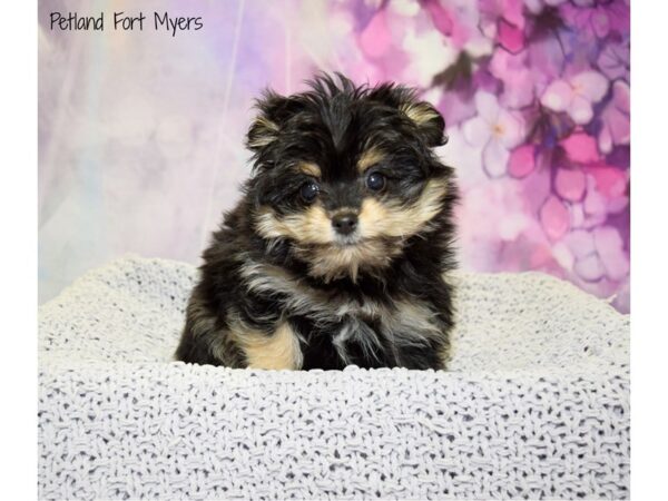 Pomeranian/Poodle-DOG-Male-Black & Tan-20783-Petland Fort Myers, Florida