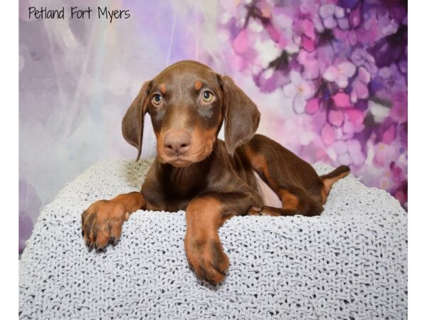 Doberman Pinscher DOG Female Red & Rust 20773 Petland Fort Myers, Florida