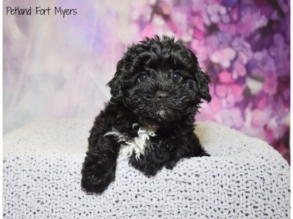 CavaPooChon DOG Male Black & White 20786 Petland Fort Myers, Florida