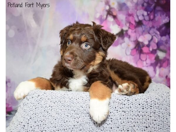 Australian Shepherd DOG Male Red Tan & White 20778 Petland Fort Myers, Florida