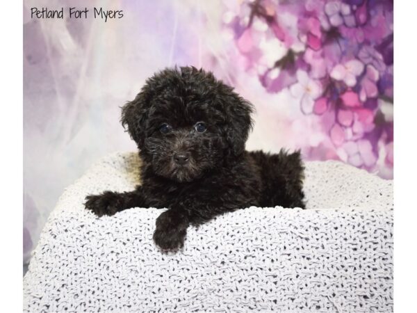 Miniature Poodle DOG Female Black 20771 Petland Fort Myers, Florida