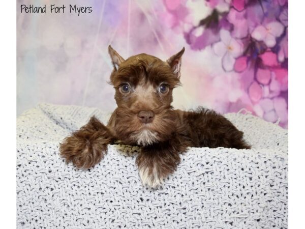 Miniature Schnauzer DOG Female Chocolate & White 20788 Petland Fort Myers, Florida