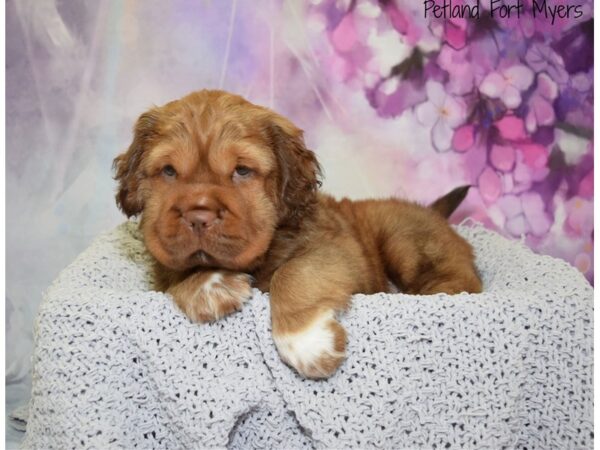 Mini Hippo DOG Male Chocolate 20787 Petland Fort Myers, Florida