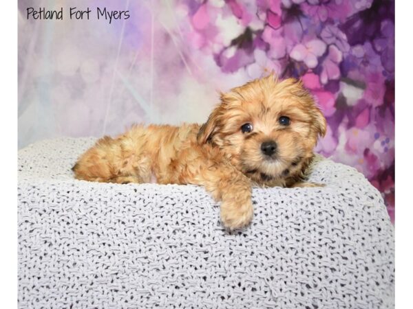 Morkie (Maltese/Yorkshire Terrier) DOG Male Biege 20785 Petland Fort Myers, Florida