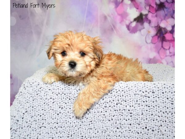 Morkie (Maltese/Yorkshire Terrier) DOG Female Biege 20784 Petland Fort Myers, Florida