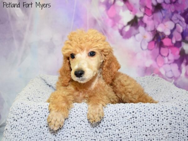 Standard Poodle DOG Female Red 20781 Petland Fort Myers, Florida