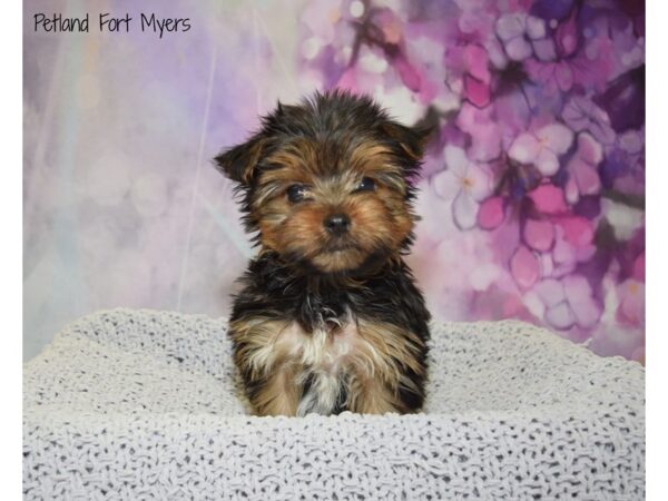 Yorkshire Terrier DOG Female Black & Tan 20780 Petland Fort Myers, Florida