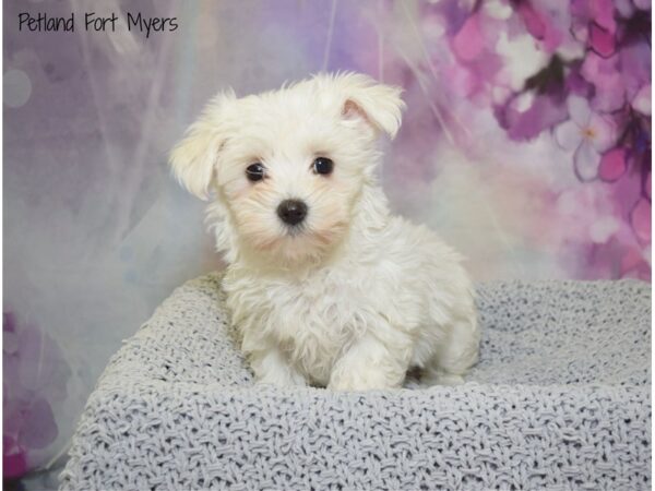 Maltese DOG Female White 20779 Petland Fort Myers, Florida