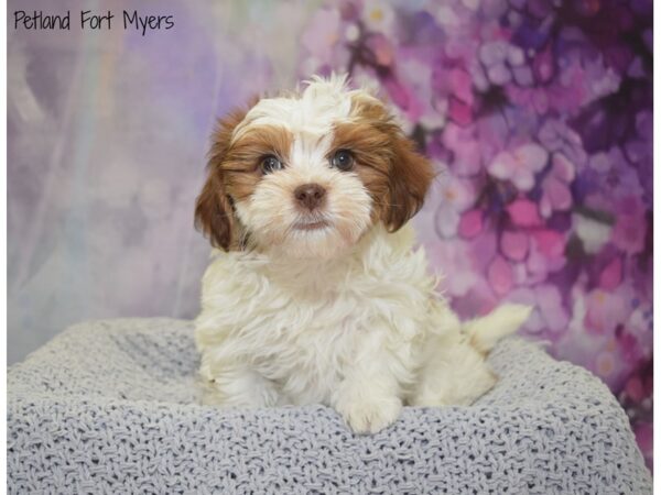 Shih Tzu/Bichon DOG Female Brown & White 20777 Petland Fort Myers, Florida