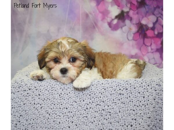 Shih Tzu/Bichon DOG Male Brown & White 20776 Petland Fort Myers, Florida