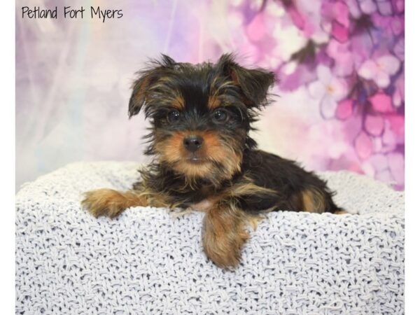 Yorkshire Terrier DOG Male Black & Tan 20775 Petland Fort Myers, Florida