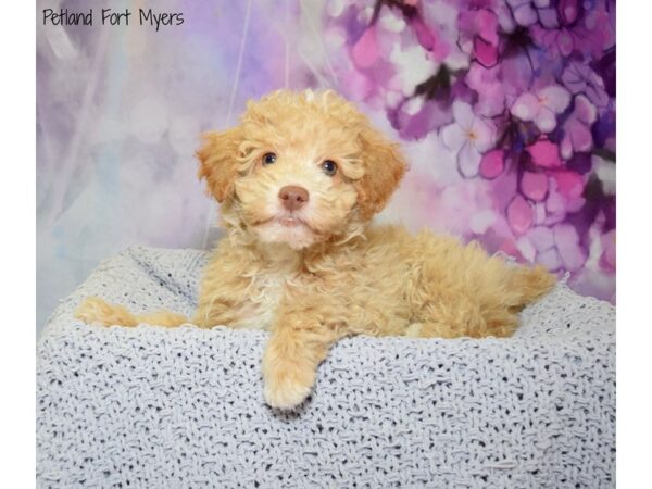 Miniature Poodle-DOG-Male-Apricot-20770-Petland Fort Myers, Florida