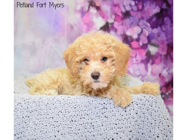 Miniature Poodle DOG Female Apricot 20769 Petland Fort Myers, Florida