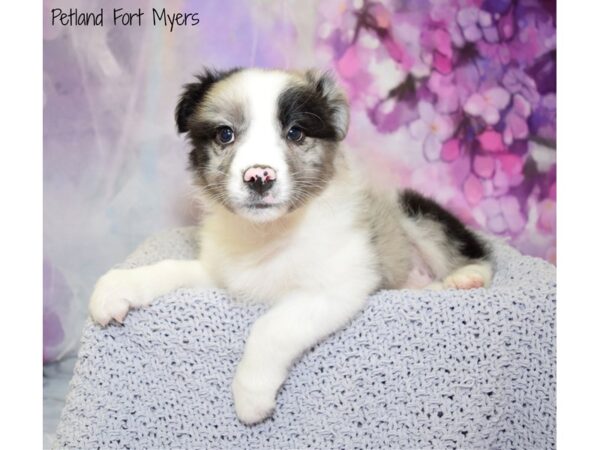 Miniature Australian Shepherd DOG Male Blue Merle 20767 Petland Fort Myers, Florida