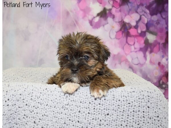 Shorkie DOG Female Biege 20798 Petland Fort Myers, Florida