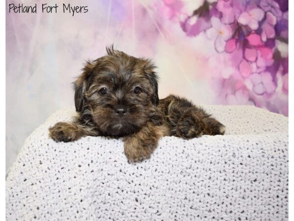 Shorkie-DOG-Female-Biege-20797-Petland Fort Myers, Florida