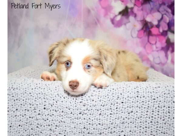 Mini Australian Shepherd DOG Female Red Merle 20796 Petland Fort Myers, Florida