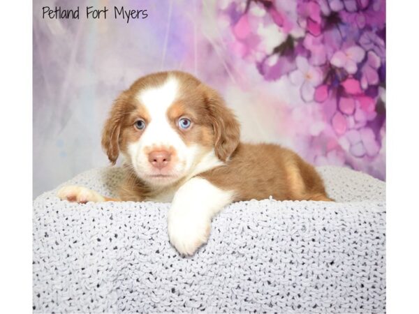 Mini Australian Shepherd DOG Male Red Tri 20795 Petland Fort Myers, Florida