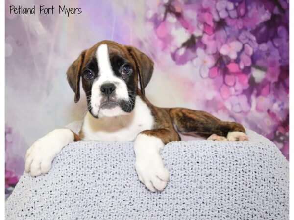 Boxer DOG Female Brindle & White 20794 Petland Fort Myers, Florida