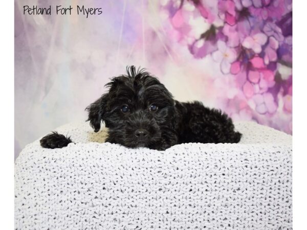 Toy Poodle / Yorkshire Terrier DOG Male Black 20793 Petland Fort Myers, Florida