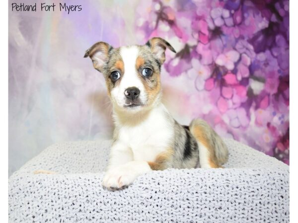 Toy Aussie-DOG-Male-Blue Merle-20792-Petland Fort Myers, Florida