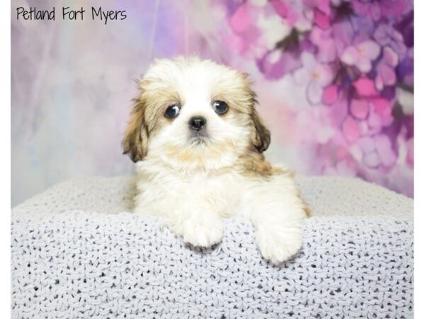 Shih Tzu DOG Male White & Gold 20791 Petland Fort Myers, Florida