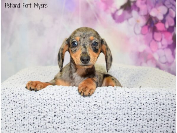 Dachshund DOG Female Black & Tan 20790 Petland Fort Myers, Florida