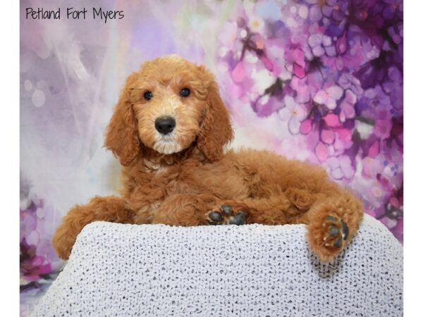 Standard Poodle DOG Male Red 20789 Petland Fort Myers, Florida