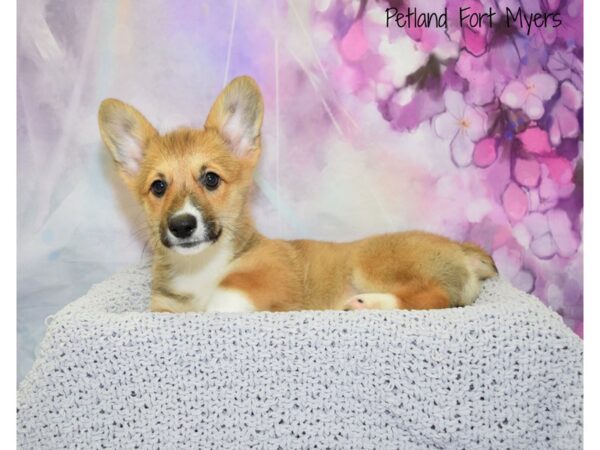 Pembroke Welsh Corgi DOG Female Red 20723 Petland Fort Myers, Florida