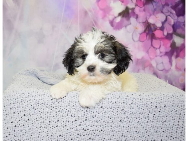 Havanese-DOG-Male-Black & White-20806-Petland Fort Myers, Florida