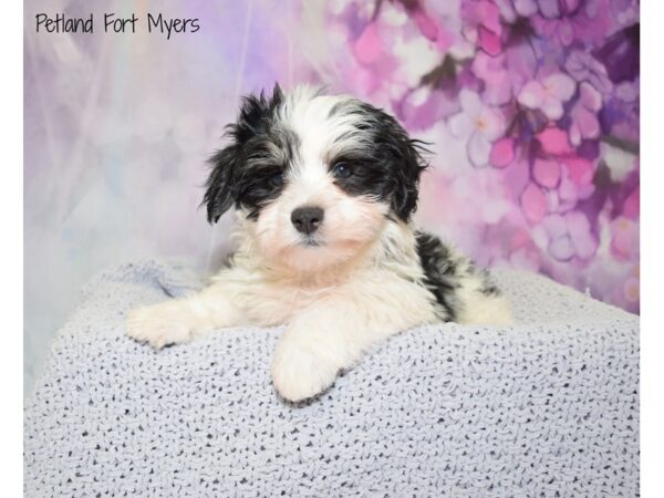 Coton De Tulear DOG Male Black & White 20805 Petland Fort Myers, Florida