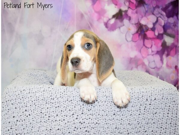 Beagle DOG Male Blue & White Tri 20804 Petland Fort Myers, Florida