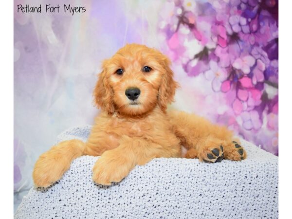 Goldendoodle DOG Female Apricot 20802 Petland Fort Myers, Florida